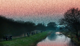 Bầu trời chuyển màu đen kịt, người dân ngỡ ngàng chứng kiến cuộc đại di cư lớn bậc nhất năm