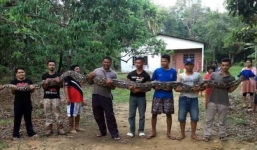 Trăn khổng lồ dài 6m, cần tới 7 người khiêng ở Malaysia gây xôn xao