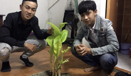 Nam sinh chia sẻ về cây chuối mọc trong phòng trọ sau Tết: Sau vài ngày, cây càng xanh tươi và um tùm hơn