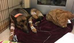 Chú chó trung thành nhận 4 phát đạn để bảo vệ cậu chủ khiến nhiều người cảm động