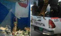 Sự thật đằng sau bức ảnh chú chó nghèo bán rau bị cảnh sát bắt 'gây bão' mạng xã hội vừa qua