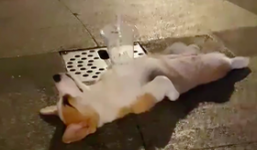 Diễn sâu như chị chó giả chết: 'Tâm bất dính giữa dòng đời vạn thính'