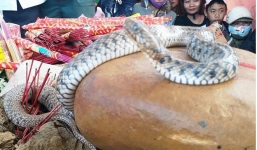 Hai con rắn 'thần' xuất hiện trên mộ vô danh, hàng nghìn người đến sờ vào đầu