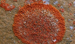 Sự thật về “đá nở hoa” ở Quảng Nam gây xôn xao dư luận