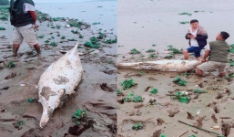 Phát hiện thi thể cá heo bạch tạng trôi dạt vào bờ sông