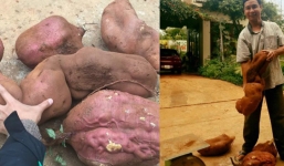 Vứt dây khoai lang ra vườn, 1 năm sau người đàn ông Tây Nguyên nhận về thành quả không ngờ