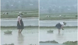 Thai phụ bụng bầu vượt mặt vẫn phải còng lưng cấy lúa: Người thương cảm, người cho biết đó là chuyện thường thấy ở quê