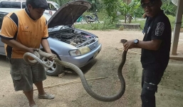 Mở nắp mui xe ô tô, người dân hốt hoảng khi thấy thứ chết người ẩn nấp bên trong