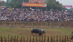 Khai hội chọi trâu cổ xưa bậc nhất Việt Nam: Một chủ trâu bị phạt 1 triệu đồng