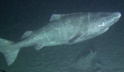 Chiêm ngưỡng thước phim đầu tiên về 'quái vật' 500 tuổi hiếm nhất thế giới: Cá mập Greenland