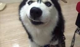 Thanh niên quyết chí chia tay bạn gái vì nàng 'ghen' và đánh chó cưng của mình