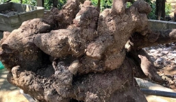 Một nông dân ở Hà Tĩnh đào được củ khoai vạc nặng 110kg gây xôn xao