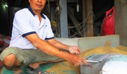 Thông tin mới nhất vụ phát hiện vàng trong bao lúa