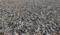 'Quái vật phương Đông' tràn qua châu Âu, hàng chục nghìn con sao biển chết trôi dạt vào bờ biển