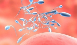 Các lý do khiến 'con giống' bị thiêu đốt mà quý ông không biết