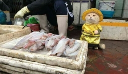 Hết bán cá lại trông phản thịt, chú mèo nổi tiếng khắp chợ Hải Phòng lên trang nhất tạp chí nước ngoài
