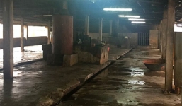 Bi kịch từ tiếng lợn kêu trong lò mổ