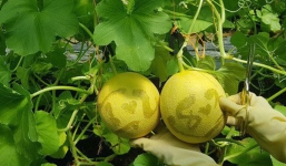 Dưa lưới khắc chữ nổi, hình trái tim cháy hàng dịp 8/3