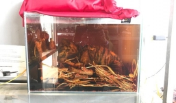 Dùng xác hổ ngâm trong bể rượu, người đàn ông bị phạt 75 triệu đồng