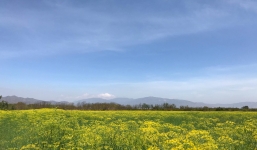 Cánh đồng hoa thì là ở Ninh Thuận vừa mở cửa 4 ngày đã vội vàng đóng cửa do bị khách tham quan giẫm đạp