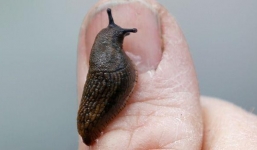 Cầu thủ trẻ bị liệt vĩnh viễn vì dại dột nuốt chửng con sên trần