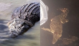 Úc: Mùa mưa mới tới, cơn ác mộng trăn rắn bò vào tận nhà, cá sấu khổng lồ bơi trước cửa khiến người dân lo lắng