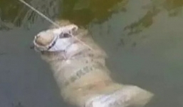 Tá hỏa phát hiện thi thể người đàn ông bị trói trôi nổi trên sông Thương