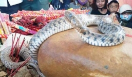 Vụ rắn bò trên mộ vô danh: Dân tiếp tục cúng bái, đề xuất xây miếu thờ