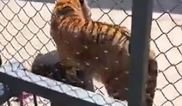 Nhân viên vườn thú bị cọp nuôi từ nhỏ vồ chết