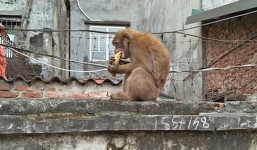 Dùng súng bắn thuốc mê bắt hai con khỉ quậy phá giữa trung tâm Hà Nội