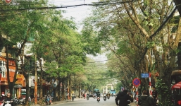 Trong nhiều năm qua, người Hà Nội đã “tận dụng” những hàng cây xanh như thế nào?