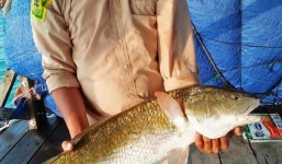 Khánh Hòa: 2 “cần thủ” may mắn bắt được cá Sủ vàng, trả giá gần nửa tỷ đồng vẫn chưa bán