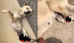 Nghị lực sống của Bằng: Chú chó nhỏ bị dính bẫy, tự dứt đứt chân để trở về nhà sau 20 ngày lưu lạc