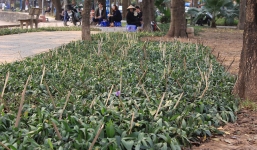 Hàng trăm chông tre nhọn hoắt để bảo vệ vườn hoa ở Hà Nội lại tái hiện