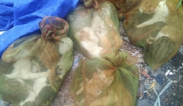 Chợ tiêu thụ thịt mèo ở Việt Nam lên báo nước ngoài với những hình ảnh đáng thương gây ám ảnh