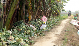 Hết củ cải Mê Linh, nông dân Hải Dương rớt nước mắt vứt hàng tấn su hào ven đường
