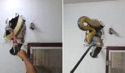 Rùng mình phát hiện trăn khổng lồ bí mật ẩn náu trong tường nhà