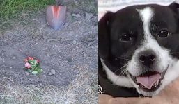 Đau đớn chôn chú chó cưng bị xe đụng chết, 14 tiếng sau cả nhà không tin nổi điều đang đợi họ trước cửa