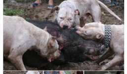Cộng đồng lên án việc tổ chức cho bầy chó săn lao vào giằng xé lợn rừng đến chết: Huấn luyện hay thú chơi man rợ?
