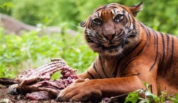 Truy lùng hổ cái ăn thịt 2 người dân