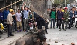 Dùng máy xúc 'hạ' trâu điên húc 2 người nhập viện