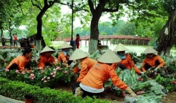 Ga ngầm C9 bên hồ Hoàn Kiếm: Phương án di dời 9 cây sưa đỏ