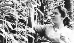 Những lần mà cả cộng đồng bỗng 'ngốc nghếch' tập thể: từ sự kiện Y2K huyền thoại cho tới trồng Spaghetti trên cây