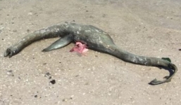 Sinh vật lạ dạt vào bờ biển, cư dân mạng đoán già đoán non 'đây có phải cùng loài với quái vật hồ Loch Ness'