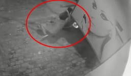 Cẩu tặc dùng thòng lọng ngang nhiên cướp chó, chủ cố gắng giữ lại bị kéo lê trên đường hàng chục mét