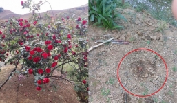 Vụ cây hoa hồng gần 20 năm tuổi ở Sơn La bị ăn trộm: Người chủ không còn muốn tìm kiếm nữa