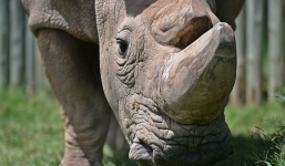 Sudan - Chú tê giác trắng đực cuối cùng trên trái đất qua đời