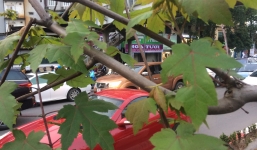 Hàng phong lá đỏ Hà Nội 'bung lụa' sau thời gian ngủ đông