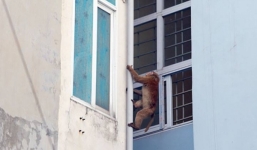 Khỉ hoang xuất hiện quậy phá tại khu dân cư Hà Nội: Cử người dỗ dành, nói chuyện rồi cho ăn nhưng vẫn chưa bắt được