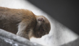 Lý do nhiều lần không bắt được hai con khỉ hoang quậy phá khu dân cư ở Hà Nội